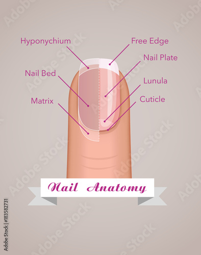 Structure and anatomy of human nail vector