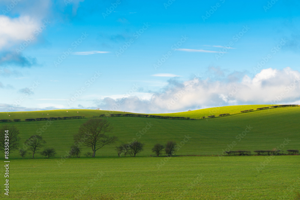 Obraz premium Green field and blue sky