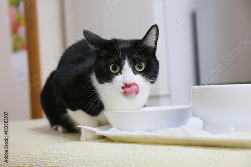 Obraz na płótnie 水を飲む猫 w salonie