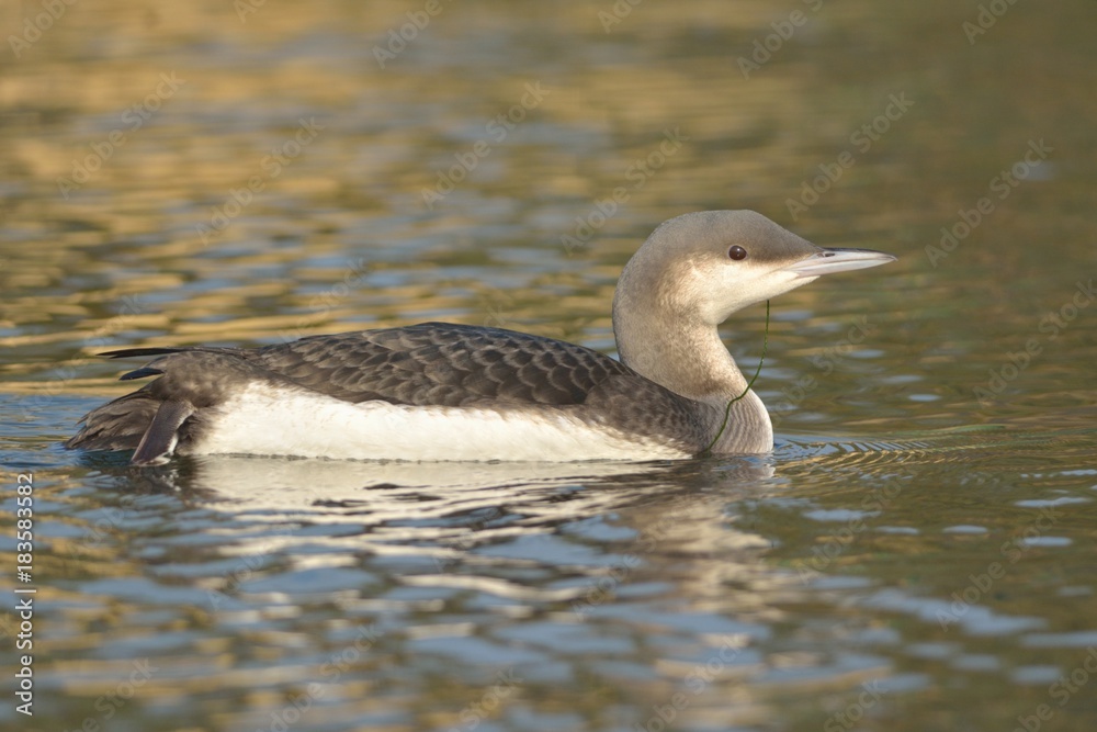 Black Throated Loon or Diver on water Black Throated Loon or Diver on water