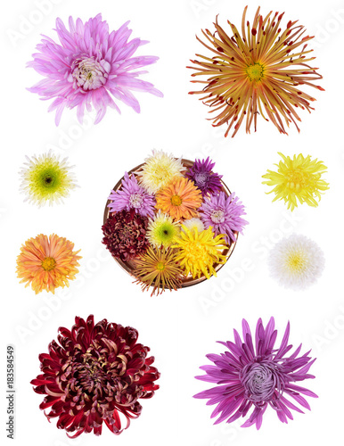 Different color chrysanthemums flower head isolated on white background