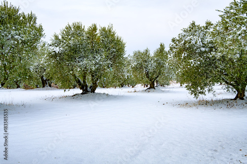 Obraz na płótnie Les arbres d'olivier sous la neige. Provence, France. w salonie