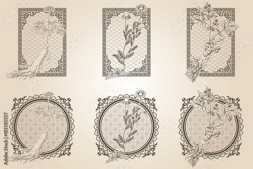 Set of medicina herbs with patterned frames: ginseng, chamomile, celandine. Vector illustration in engraving style, in sepia.