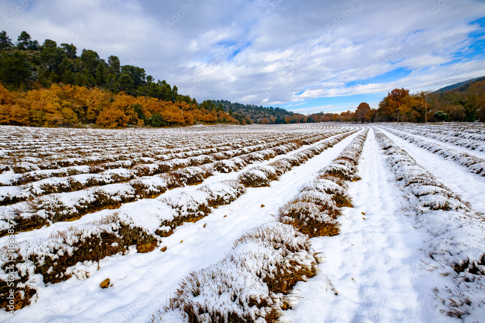Champ de lavande sous la neige en hiver en Provence, France.
