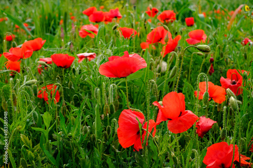 Les fleurs de coquelicots.