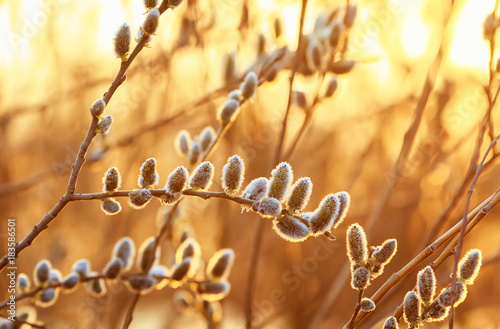 spring background with a young beautiful fluffy willow branches in Sunny brig...