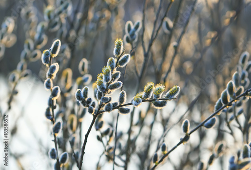 beautiful spring young fluffy willow branches blossomed in Sunny bright day