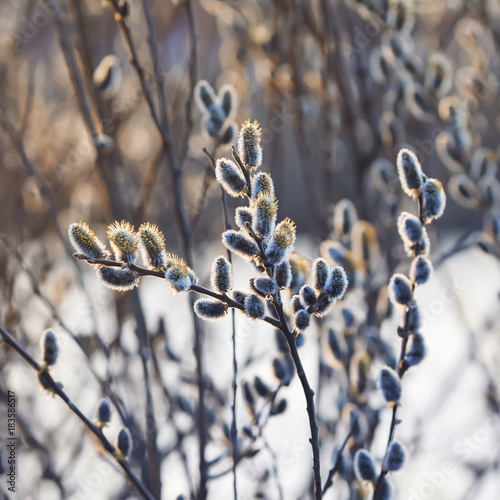 spring young fluffy willow branches blossomed in Sunny bright day