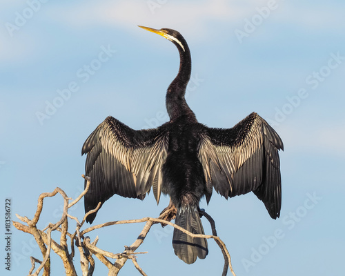 Darter Drying its Wings photo