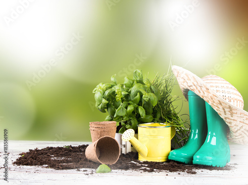 Garden tolls and spring seedling isolated on white background. Rubber, narcis and tulips photo