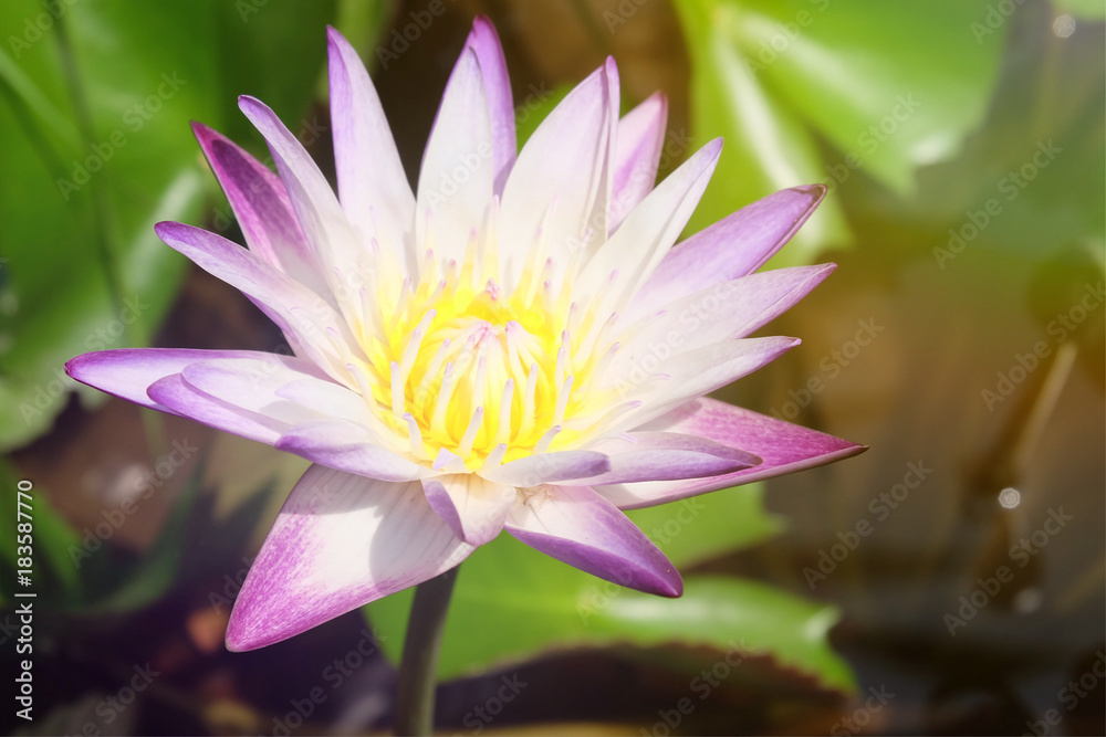 Soft focus and blurry Lotus flower plants. Water lily. Abstract oriental background. Soft focus and blurry Lotus flower plants. Water lily. Abstract oriental background.
