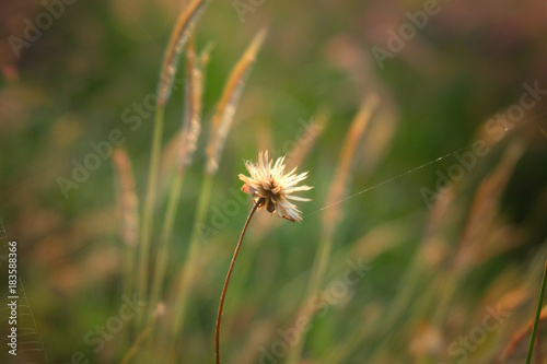 Grass flowers and sunset.