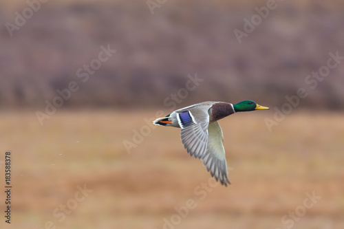 one male mallard duck bird (anas platyrhynchos) flying with reed