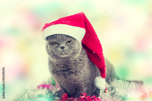 Little Blue British Shorthair kitten wearing Santa hat. Winter concept.