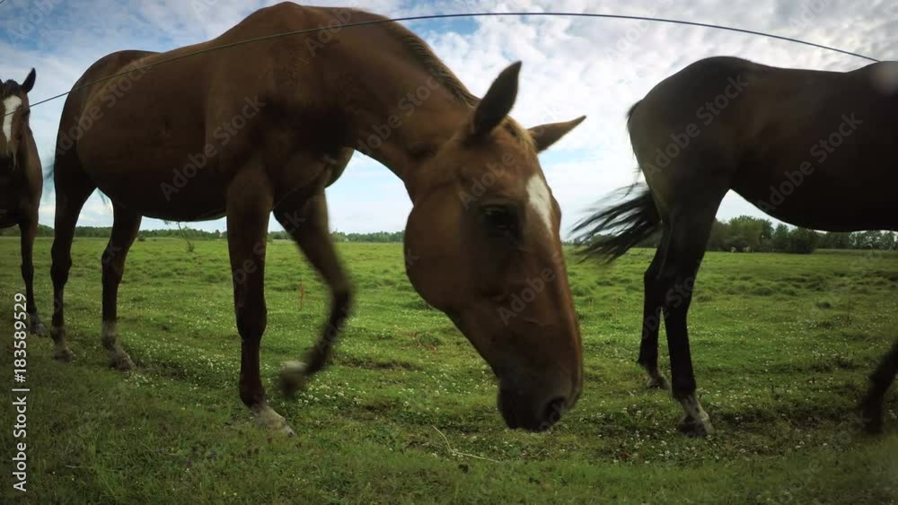 Horses grazing in a meadow. Rural summer landscape in Sweden. Horses grazing in a meadow. Rural summer landscape in Sweden.