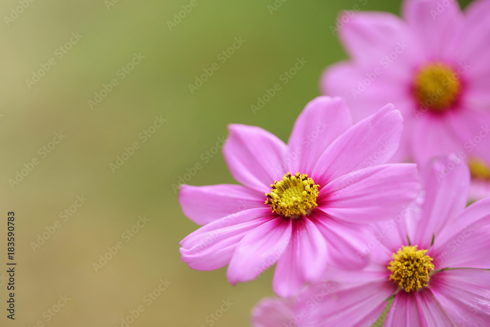 Obraz premium Pink Cosmos flower