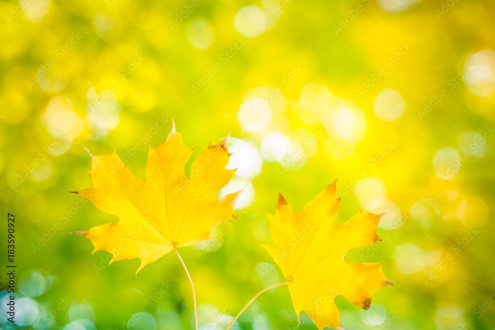 Colorful autumn background Colorful autumn background