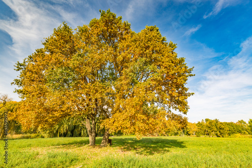 Autumn scene with colorful leaves and calm nature background