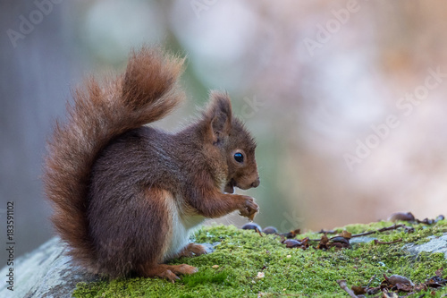 écureuil roux © VALDET
