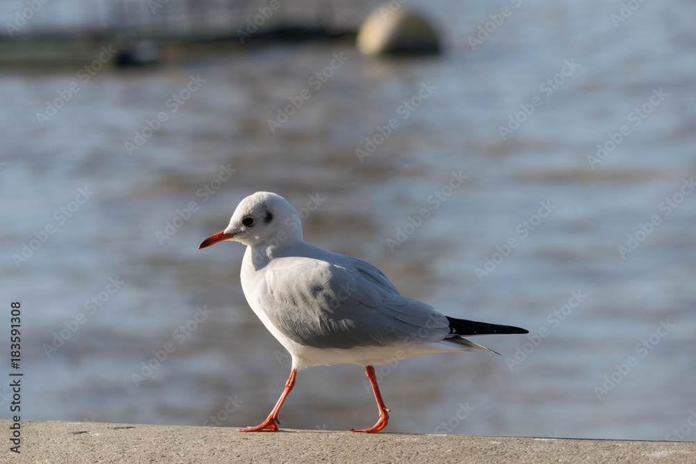 Sea gull close up with eye contact, found near London Eye. Concept tourism, leisure at sea, summer time. Sea gull close up with eye contact, found near London Eye. Concept tourism, leisure at sea, summer time.
