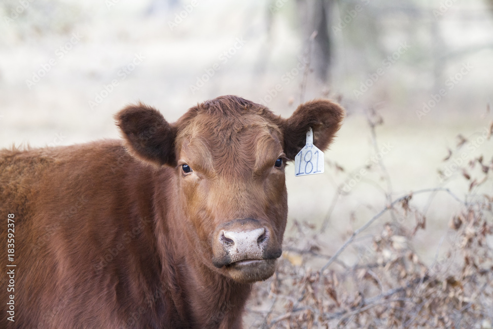 Cow with befuddled expression Cow with befuddled expression