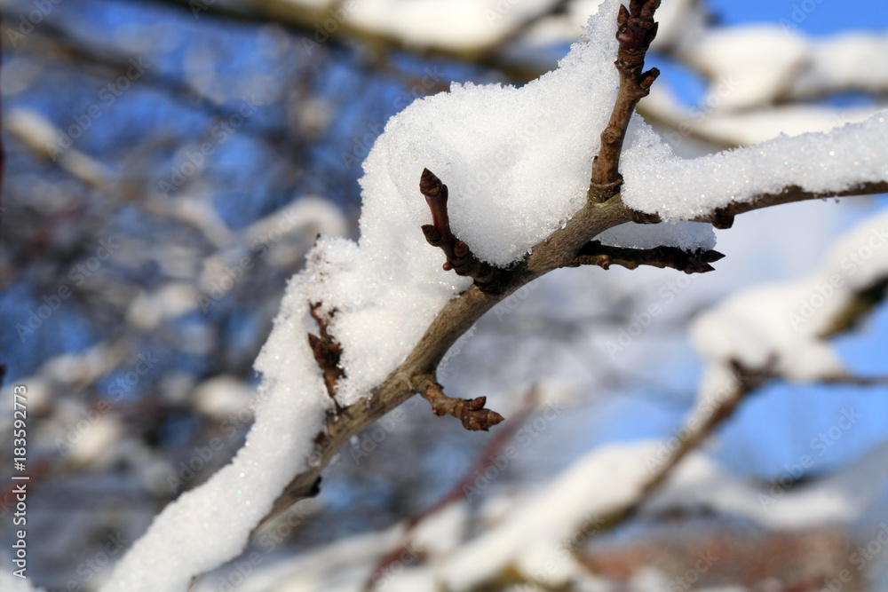 Branches plum tree under snow with sunlight. Winter country garden. Branches plum tree under snow with sunlight. Winter country garden.
