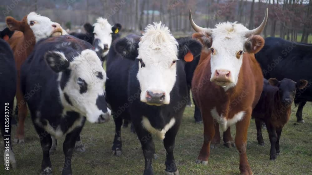 Steadicam of close up of hereford cow and black baldy looking at camera. Steadicam of close up of hereford cow and black baldy looking at camera.