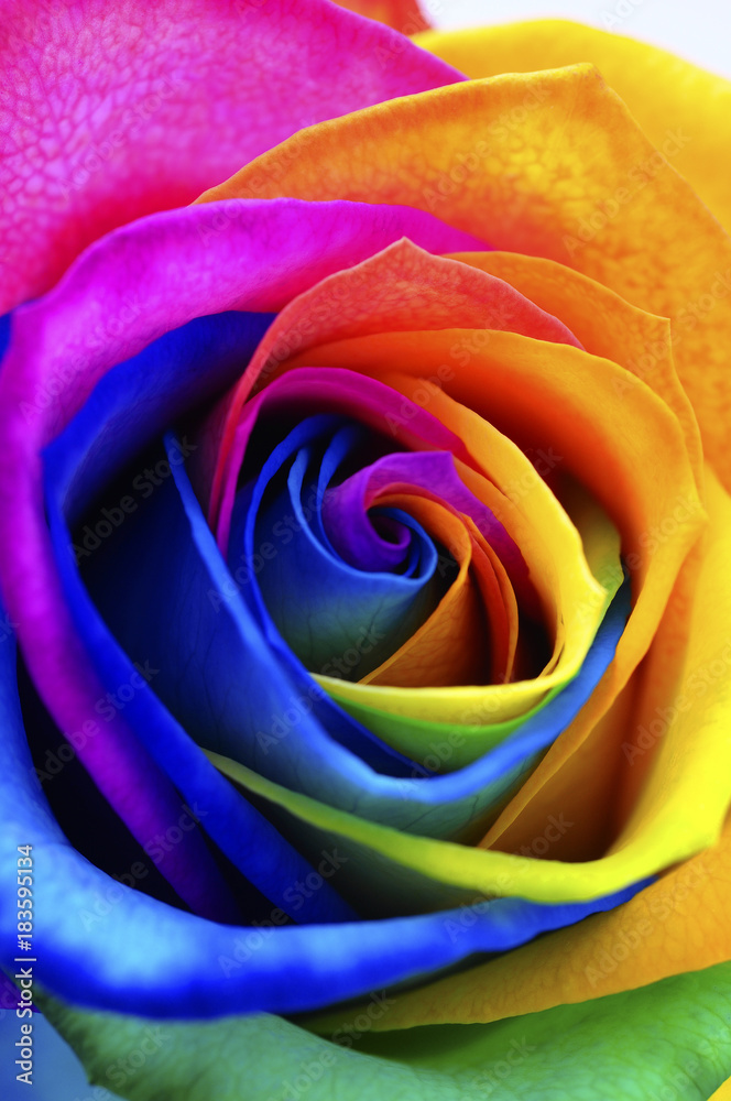Happy Rose Rainbow