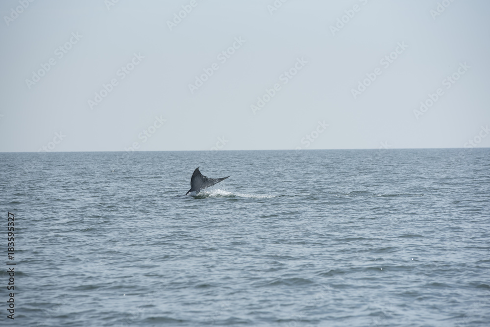 Bryde's whale, Whale in gulf of Thailand.. Bryde's whale, Whale in gulf of Thailand..