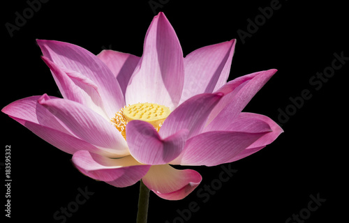 Bright colored lotus on black background.