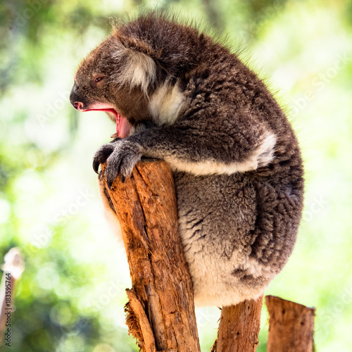 Photography Koala yawning on top of branch
