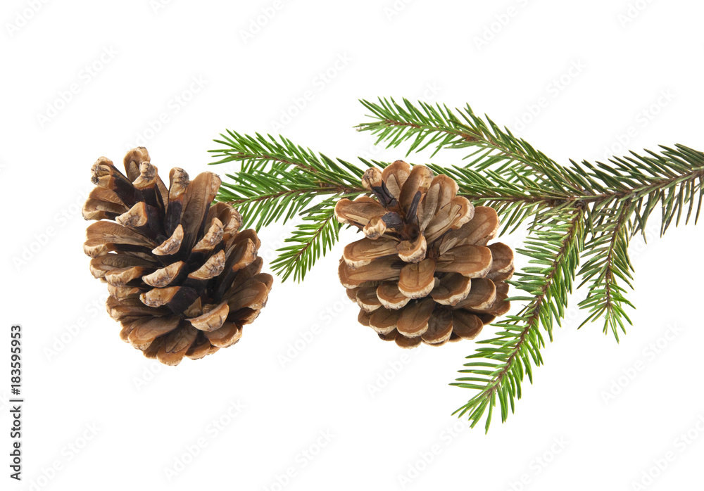 branch of Christmas tree with cones isolated on white background close-up branch of Christmas tree with cones isolated on white background close-up