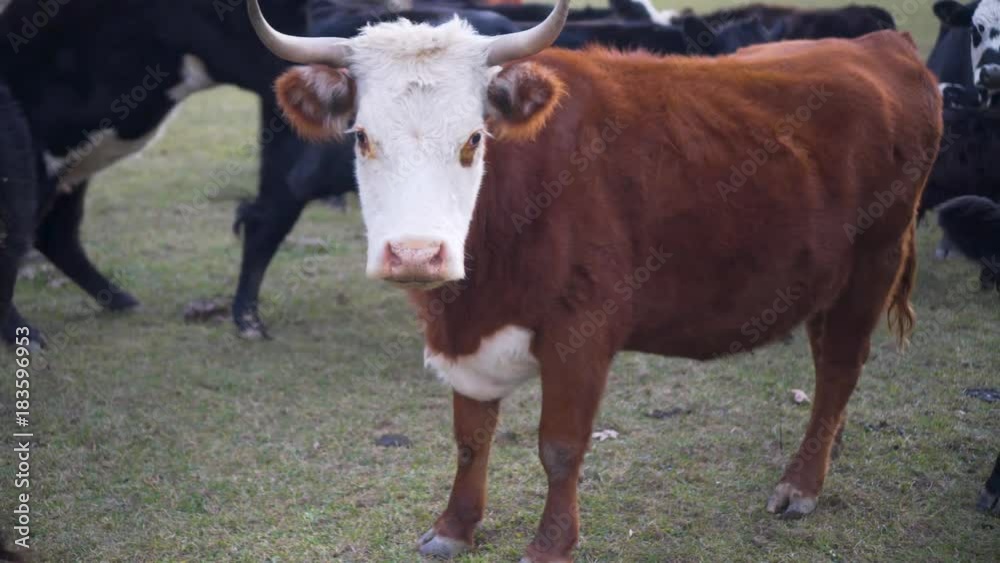 Steadicam of close up of hereford cow and black baldy looking at camera. Steadicam of close up of hereford cow and black baldy looking at camera.