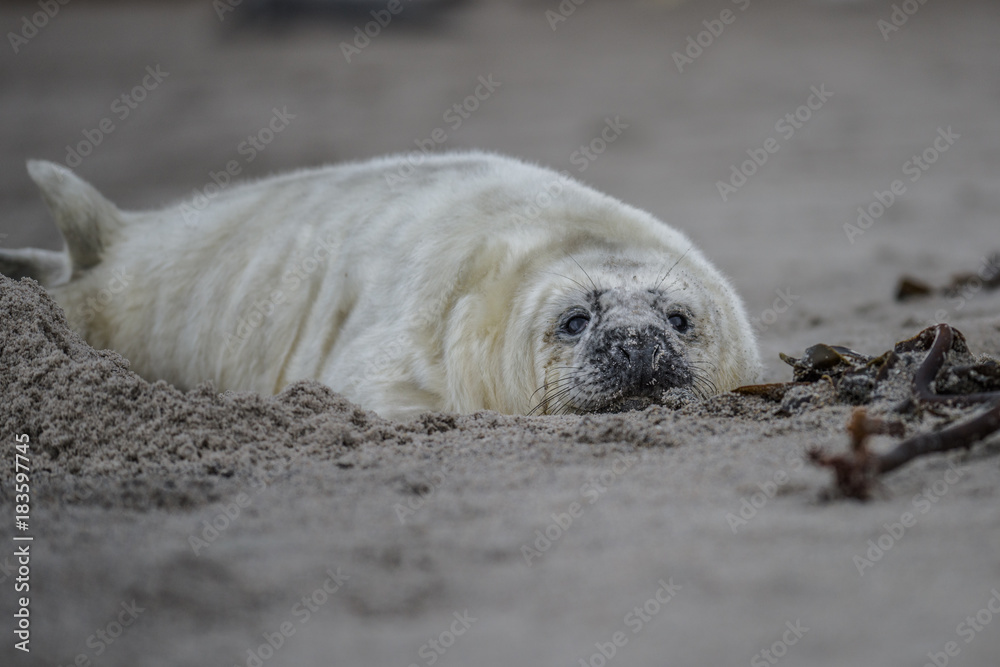 Obraz premium Comical playful common seal (Phoca vitulina) pup lying on side on beach of Helgoland looking at camera with ocean in background