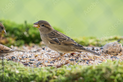 Spatz mit Futter im Schnabel