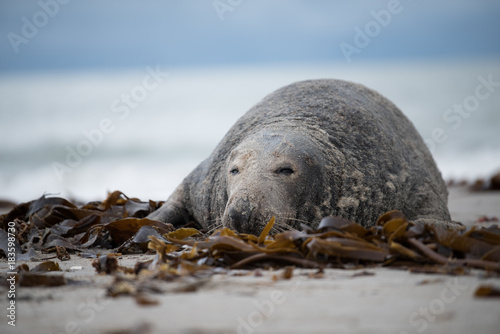Common seal (Phoca vitulina) sideview of one animal looking curious in camera while lying on beach with ocean in background