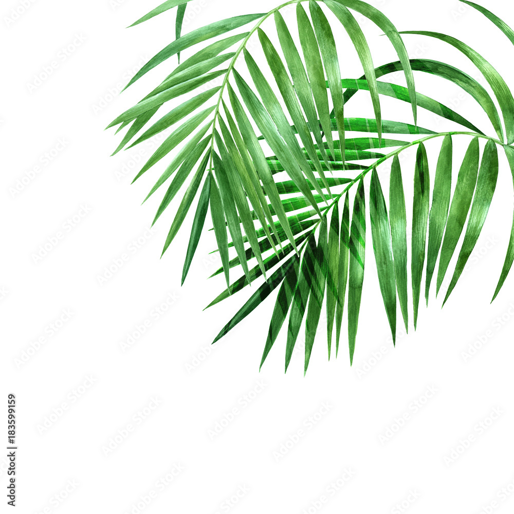 Fototapeta premium Watercolor palm leaves on white background