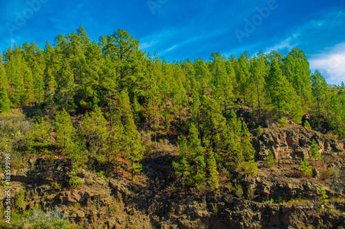 pine forest on a hillside in Vilaflor, Tenerife, Spain. On a very sunny day, with a very blue sky. 