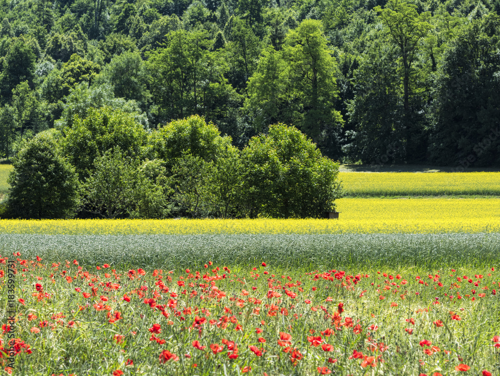 Obraz premium Poppies , Rape field and Wheat field in Springtime