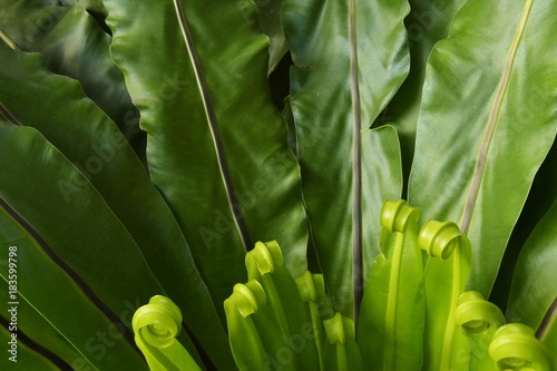 Details of the nature for background 