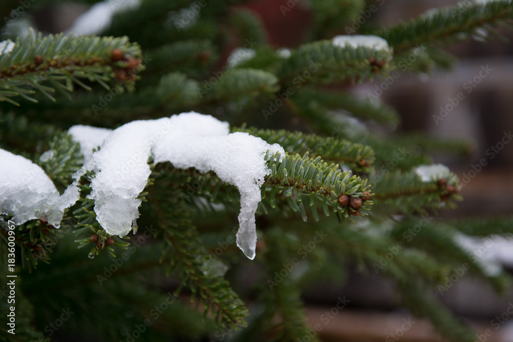Melting snow on a fir-tree