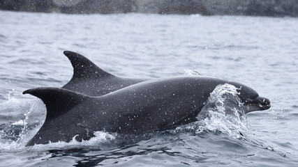 Ingelijste posters Dolfijn Dolfijnen in natuurreservaat Humboldt  © cosmoerik