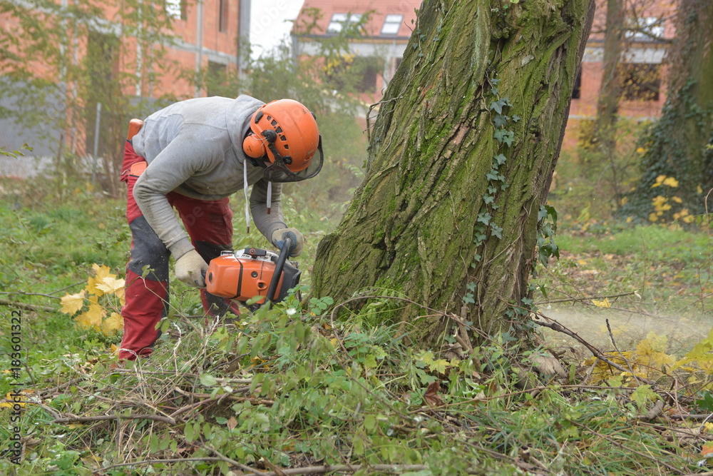 Fototapeta premium wycinka drzew