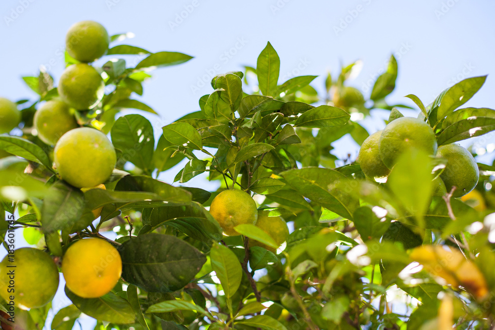 green and orange mandarins on tree branches green and orange mandarins on tree branches