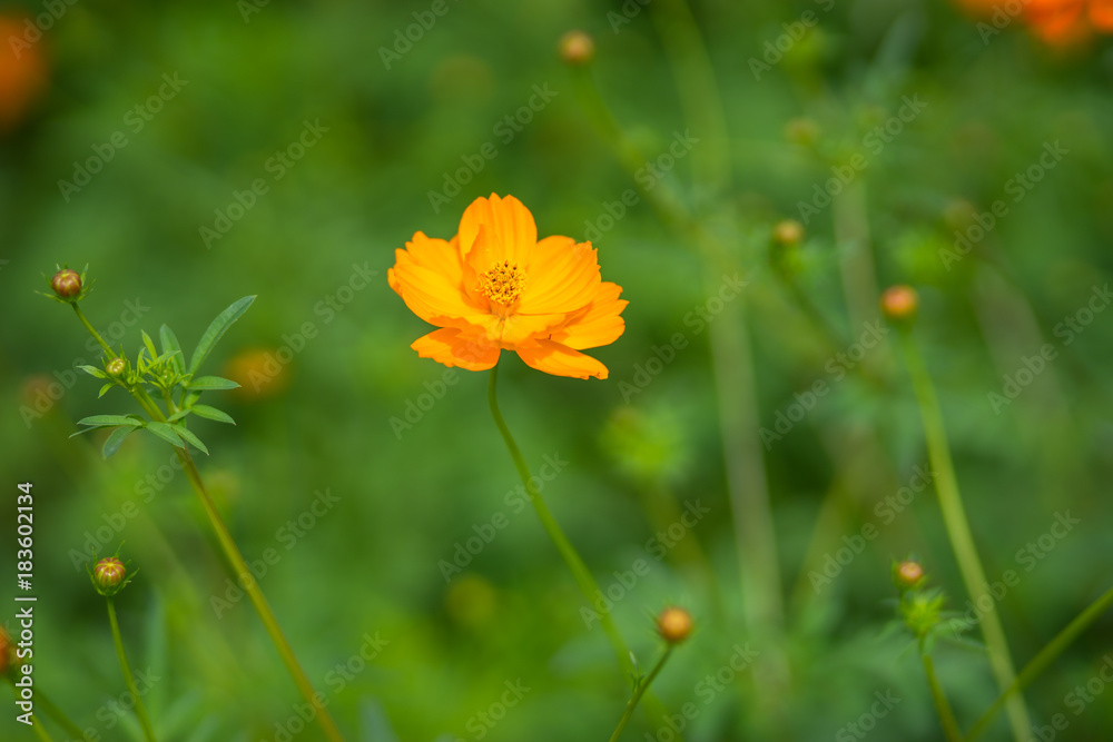 Orange Cosmos Flower. Closeup Wild Meadow Flowers in a Grassland with Green Background.