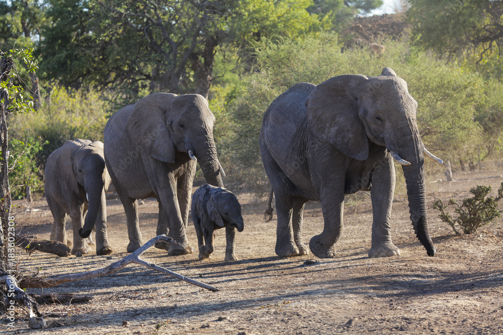 Fototapeta premium elephant herd in the wild in Botswana