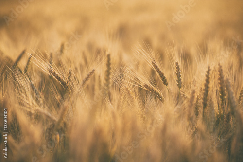 Slika na platnu Ripe golden spikelets of wheat