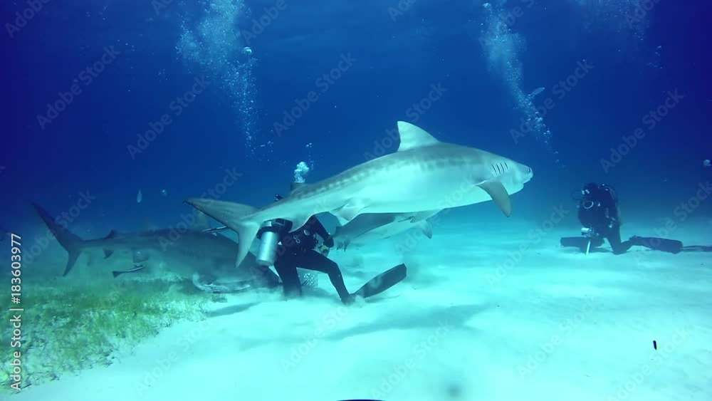 Diver holding a shark's nose underwater on sandy bottom of Atlantic Ocean. Extreme scuba diving. Swimming with a predator. Unique video. Diver holding a shark's nose underwater on sandy bottom of Atlantic Ocean. Extreme scuba diving. Swimming with a predator. Unique video.
