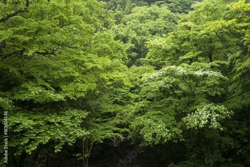 大船黒岳風景林の緑の森
