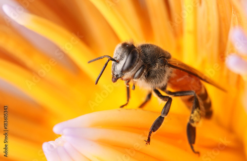 Bees and lotus